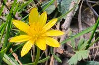 Ficaria verna