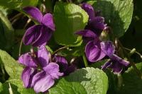 Viola odorata
