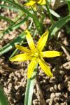 Gagea pratensis