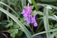 Corydalis solida