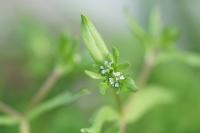Valerianella locusta