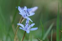 Scilla bifolia