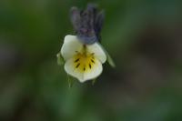 Viola arvensis