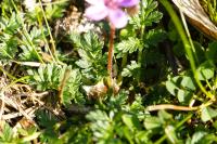 Erodium cicutarium