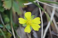 Potentilla verna