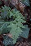 Asplenium adiantum-nigrum