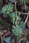 Sedum cepaea