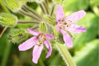 Erodium moschatum