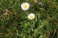 Bellis perennis