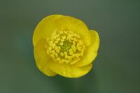 Ranunculus bulbosus