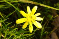 Ficaria verna