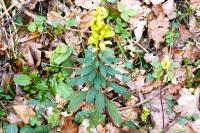 Euphorbia amygdaloides