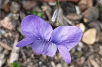 Viola riviniana
