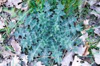 Cirsium vulgare