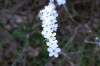 Prunus spinosa