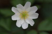 Anemone nemorosa