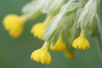 Primula veris