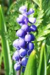 Muscari botryoides
