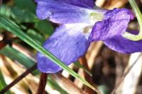 Viola hirta