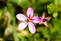 Erodium cicutarium