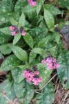 Pulmonaria affinis