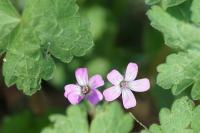 Geranium rotundifolium