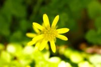 Ficaria verna