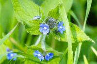 Pentaglottis sempervirens