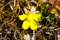 Potentilla verna