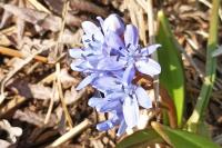 Scilla bifolia