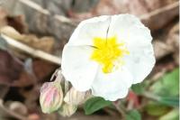 Helianthemum apenninum