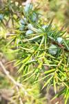 Juniperus communis