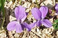 Viola hirta