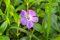 Vinca minor