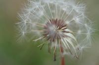 Taraxacum section Erythosperma