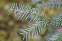 Taxus baccata