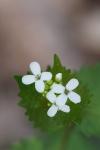 Alliaria petiolata
