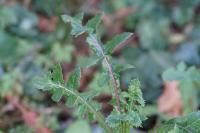 Sonchus oleraceus