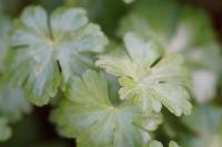 Geranium lucidum