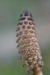 Equisetum arvense