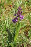 Anacamptis morio subsp. morio