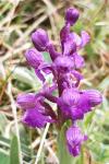 Anacamptis morio