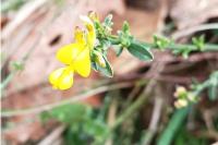 Genista pilosa