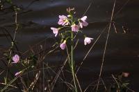 Cardamine pratensis