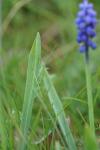 Muscari botryoides