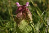 Lamium purpureum