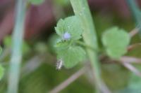Veronica hederifolia