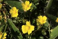 Potentilla reptans