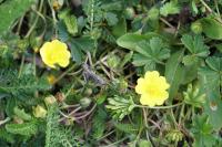 Potentilla verna