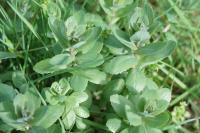 Hylotelephium telephium